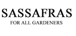 Sassafras