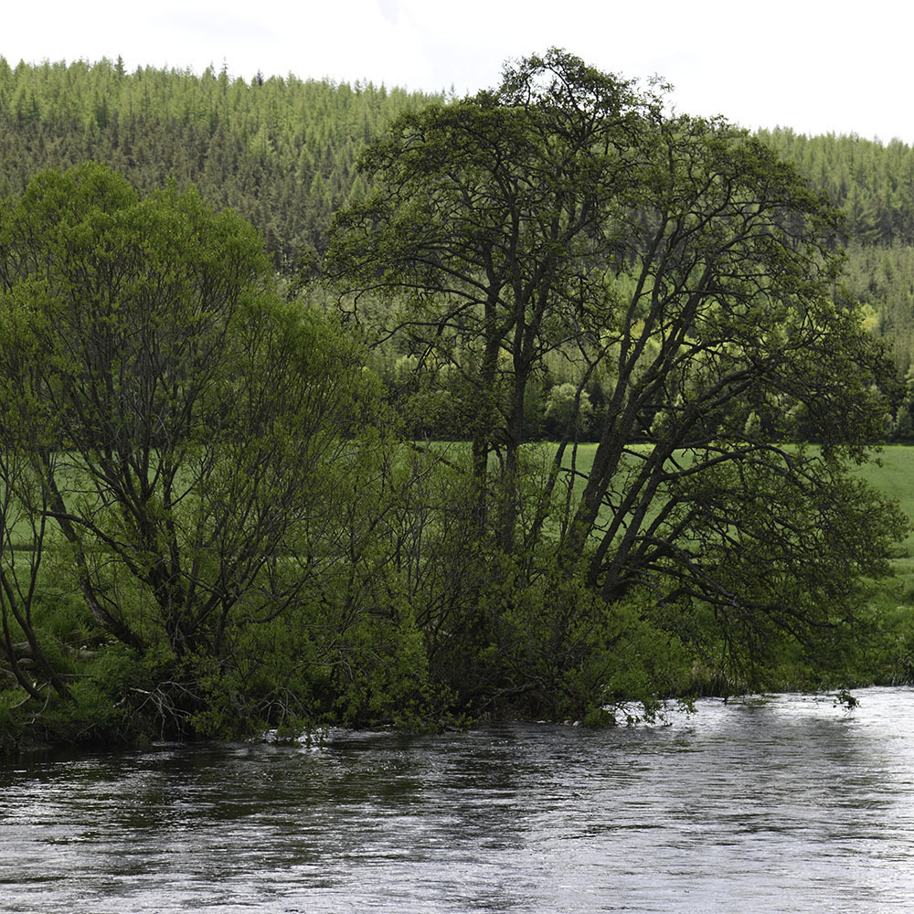 a. Wander around Bennachie
