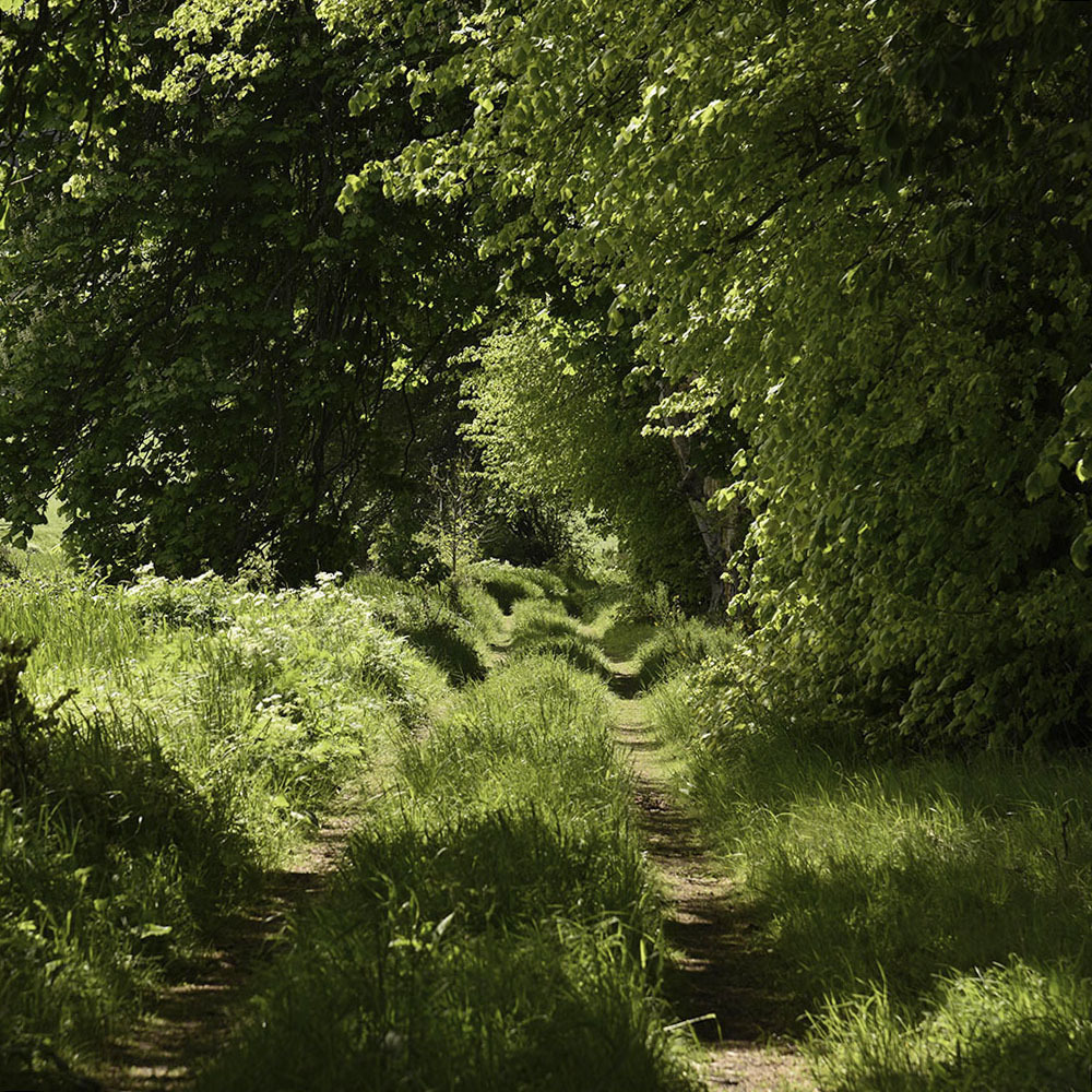 a. Wander around Bennachie