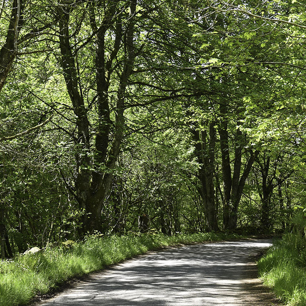 a. Wander around Bennachie