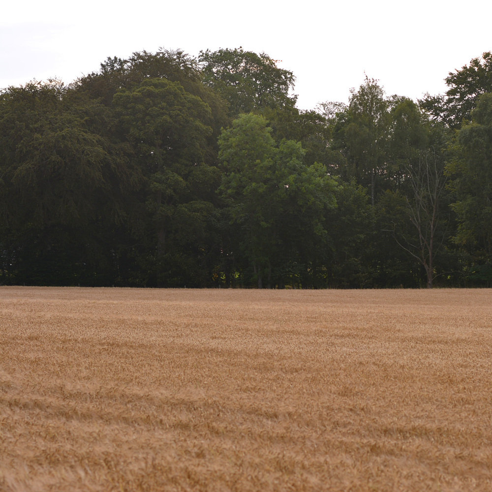 Fields Of Gold | Engineered Garments